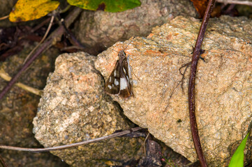 Udaspes folus sits on a green leaf