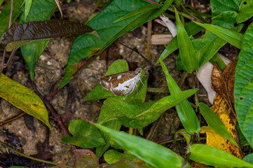 Udaspes folus sits on a green leaf