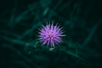 A close up of a purple Thistle flower with rain droplets
