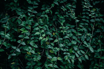 A close up of dark green Honeysuckle leaves