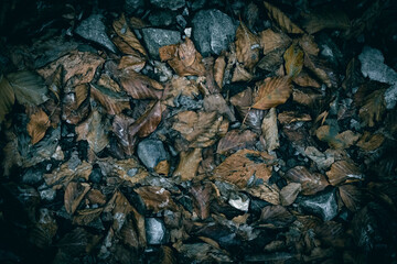 Dry Autumn leaves on the forest floor