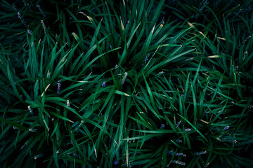 A close up of Lilyturf leaves and flowers in the garden