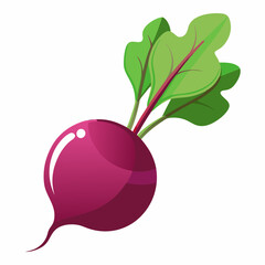 radish isolated on white