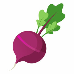 illustration of a radish