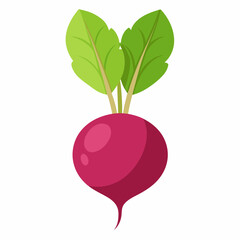 radish isolated on white background