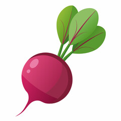 radish isolated on white background