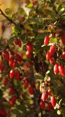 Obraz premium Barberry bush, red barberry berries on the branches of the bush, in the sun's rays