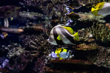 Underwater World Full of Life and Colors, beautiful angelfish.Underwater filming