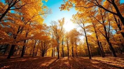 Fototapeta premium Golden Canopy of Autumn Sunlight in a Forest