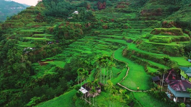 Aerial view of Banaue Rice Terraces, Ifugao, Philippines.
these ancient rice fields cascading down the mountainside, a testament to the ingenuity and perseverance of the Ifugao people