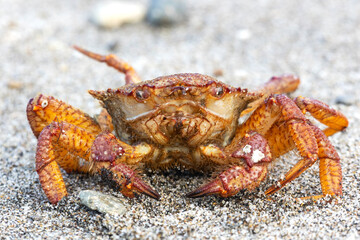 Big crab on the seashore. Close-up