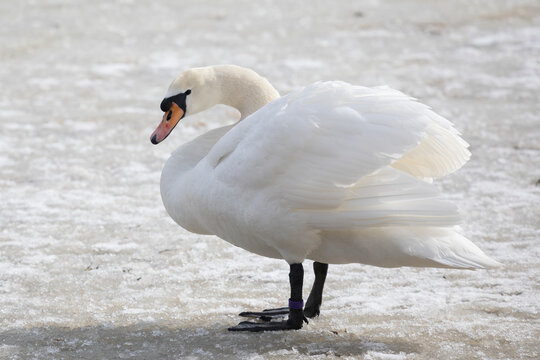 A white swan stands on the snow