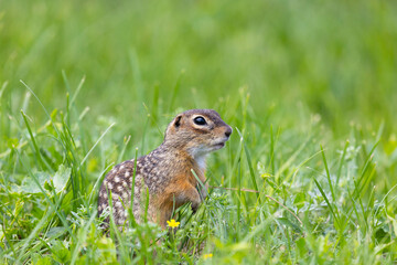 Gopher stands in the grass on a summer day