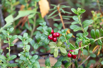 Lingonberry bush with red berries, close up