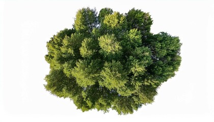 Fototapeta premium tree isolated on white background