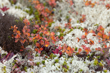 Blueberry bush with ripe berries close up