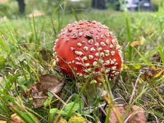 young fly agaric grew among green grass and fallen leaves