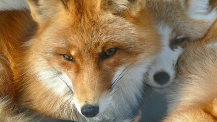 beautiful red fox face close up