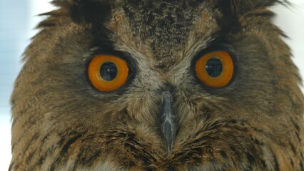 close up - funny owl head with big eyes