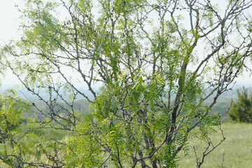 Mesquite tree closeup in Texas landscape during spring season.