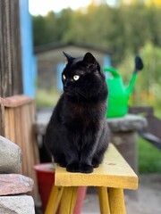 A sleek black cat perches thoughtfully on a yellow bench, its bright green eyes surveying the rustic garden backdrop, blending elegance with curious observation