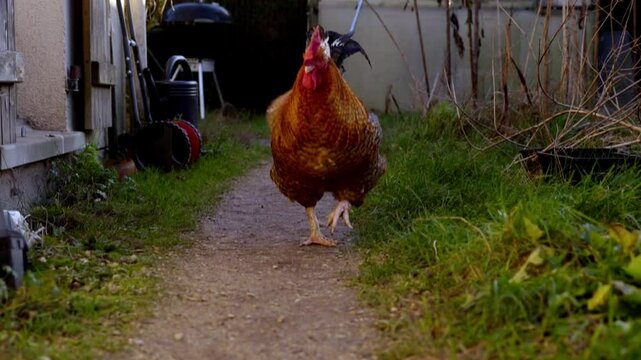 coq venant vers le spectateur en ligne droite,  tr&egrave;s joli coq color&eacute; en ext&eacute;rieur, coq venant vers le spectateur avec mouvement de cam&eacute;ra suivant  l'avanc&eacute;e du coq