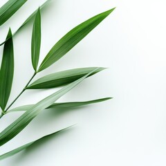 A vibrant green leaf rests on a pristine white surface, creating a striking contrast against the clean white background.