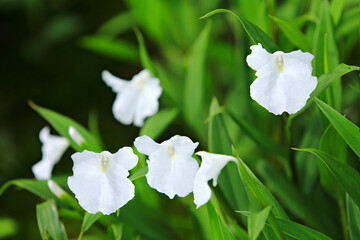 Caulokaempferia alba wild flowers in Lan Hin Poom Viewpoint at Phu Hin Rong Kla National Park in Phitsanulok Province. Thailand