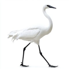 Obraz premium A giraffe strides gracefully on a smooth white surface, showcasing its long neck and distinctive beak in a serene setting.