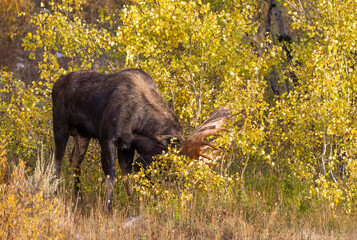 Bull Moose During the Rut in Autumn in Grand Teton National Park Wyoming