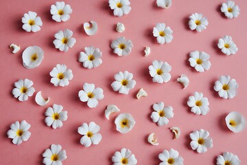 Flat lay of small white flowers with yellow centers on a warm pink background. Subtle texture from curled petals and gentle overlaps creates a fresh, minimalistic design with vibrant contrast