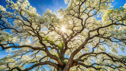 Fototapeta premium A stunning oak tree in full bloom, its branches adorned with delicate white flowers, leaves shimmering in sunlight filtering through the canopy above., spring, nature