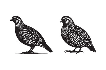 Detailed Silhouettes of Quail with Intricate Feather Patterns
