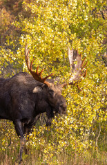 Bull Moose During the Rut in Autumn in Grand Teton National Park Wyoming