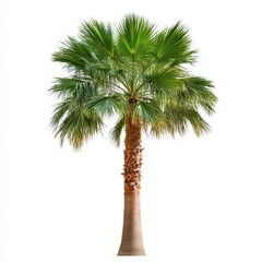 A solitary arched palm tree stands prominently against a stark white background, showcasing its unique form with no leaves, symbolizing resilience and simplicity.