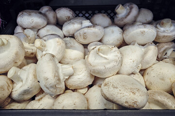Mushrooms on the grocery store shelf