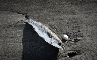 Dead grey mullet on the beach of Marina Romea