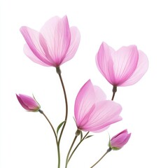 Naklejka premium A vase holds three delicate pink flowers, showcasing their vibrant hues and intricate petals in a simple yet elegant arrangement.