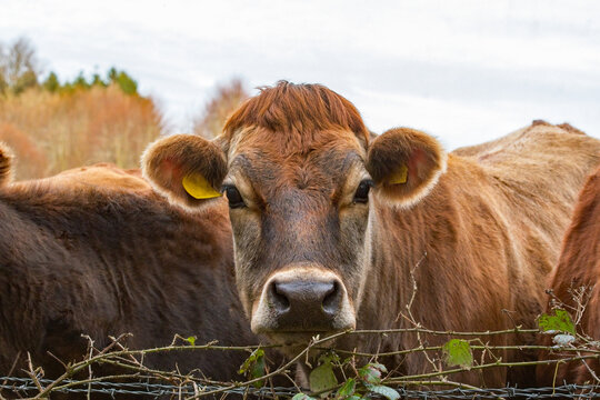 Cows. A brown Jersey cow look towards camera. Jersey cows and calves. Farming and agriculture image. Livestock and beef. 