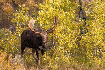 Bull Moose During the Rut in Autumn in Grand Teton National Park Wyoming