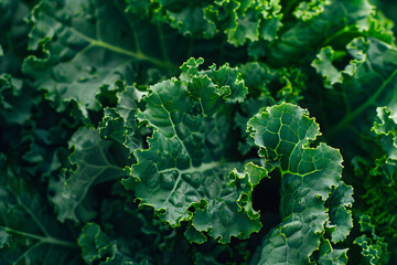 Lush Curly Kale: The Nutrient-Rich Green for Healthy Eating and Culinary Creations