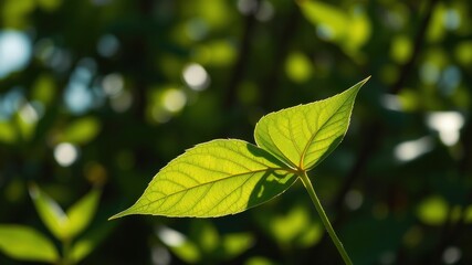 Sunlit Green Leaf Detail A Close-Up of Nature's Delicate Foliage