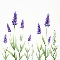 Obraz premium watercolor lavender flowers isolated on white background