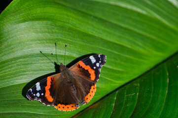 Vibrant Red Admiral butterfly resting on a lush green leaf, basking in sunlight with open wings.