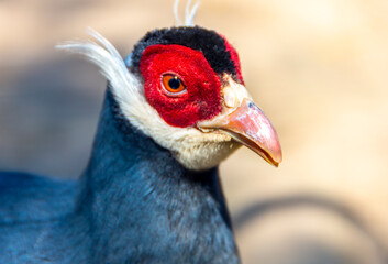 Close-up of a blue eared pheasant's head