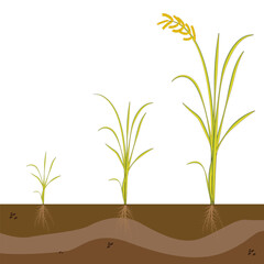 Rice plant growth stages. Cereal grain. Ripening period steps. Development cycle. Cycle of growing grain crops. Plant development infographic from seed to harvest. Rice seedlings. On white background.