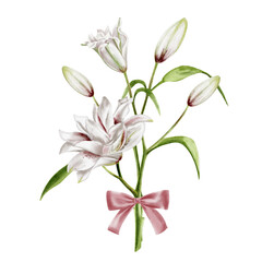 Bouquet of lilies. Spring delicate set of flowers tied with a pink ribbon. Vintage silk bow Large white and pink lily flowers on a stem with buds and leaves. Watercolor illustration without background