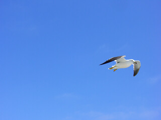 北海道　洋上の風景(利尻島－稚内：ウミネコ)