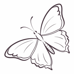 butterfly on white background