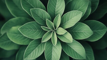 Lush Green Leaves in a Symmetrical Pattern from Above